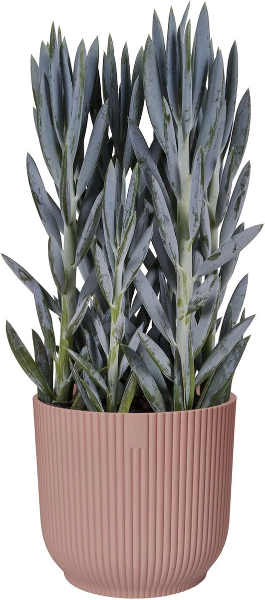 Elho Vibes Fold Rond 30 - Bloempot Voor Binnen - Ø 29.5 X H 27.2 Cm - Delicaat Roze - Afbeelding 2